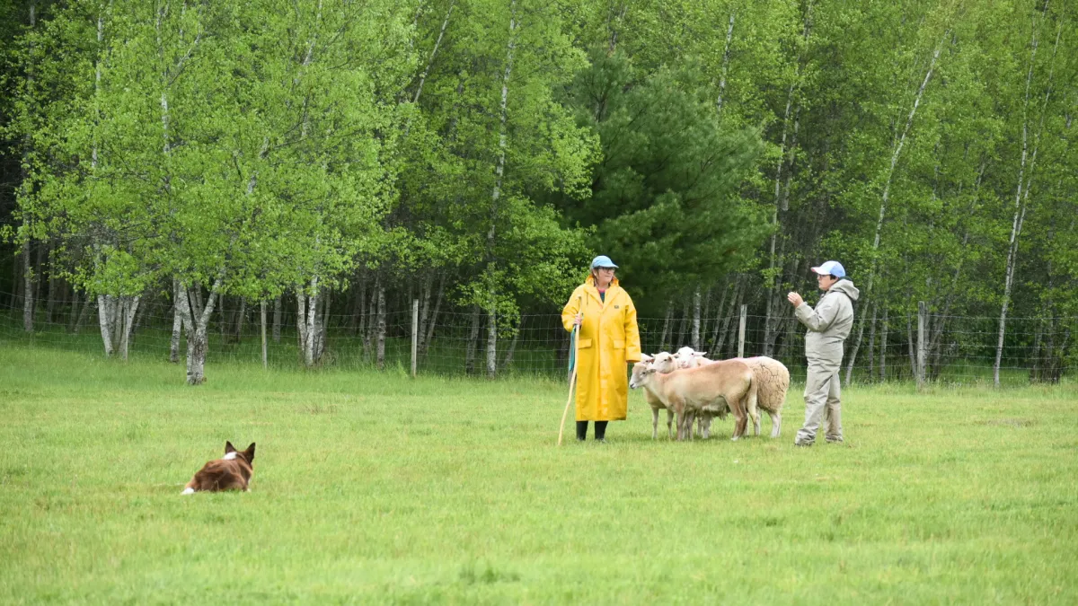 Stock dog handler guiding a sheepdog through controlled driving and flanking movements while working sheep in a training field
