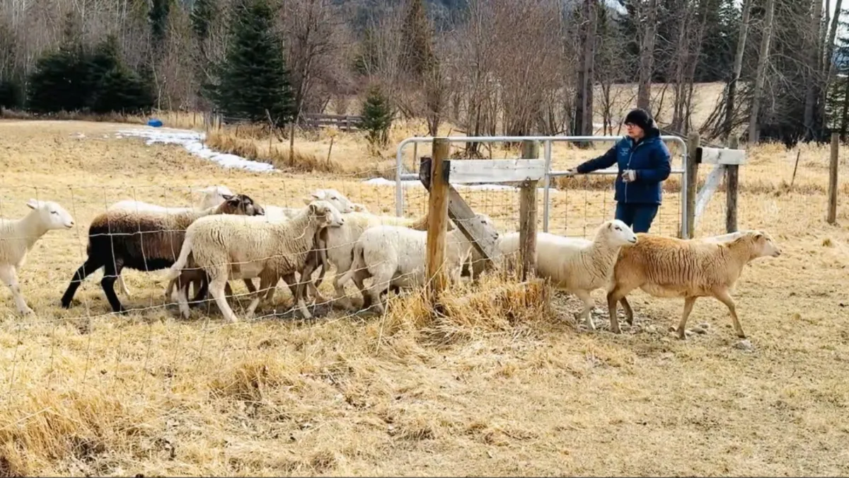 Safe Practices for Stock Handlers: Training Dogs for Working Near Gates