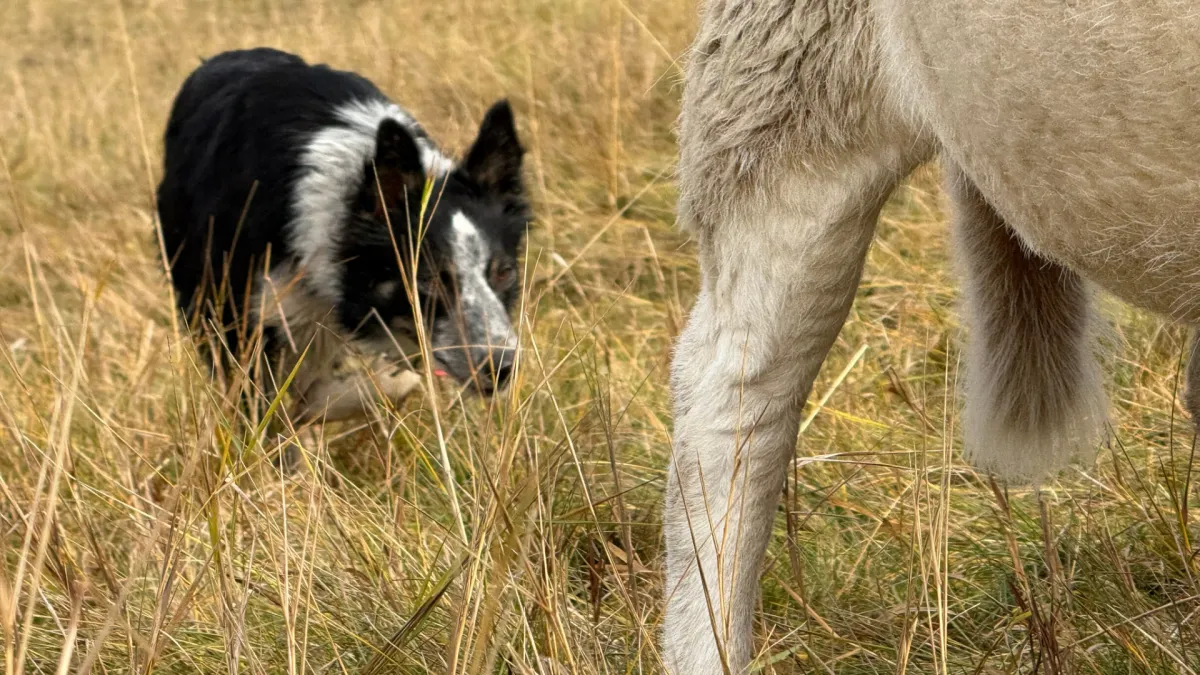Training update on Annie: Holding the Line during the Drive