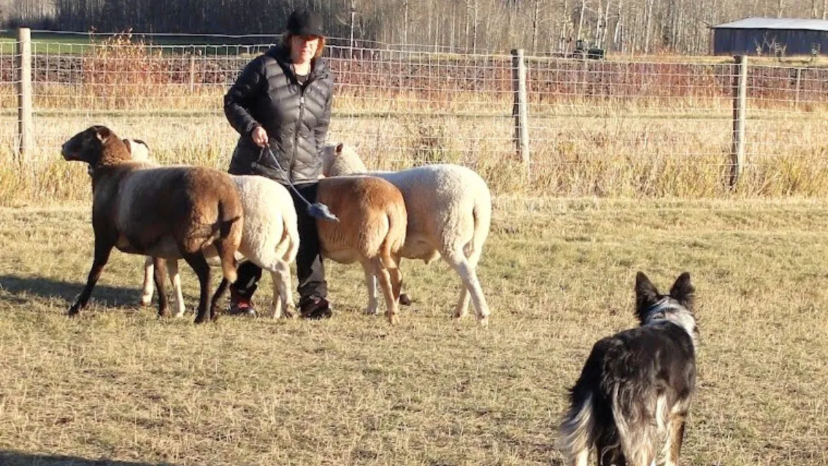 Is your training area slowing your progress & stressing your stock?