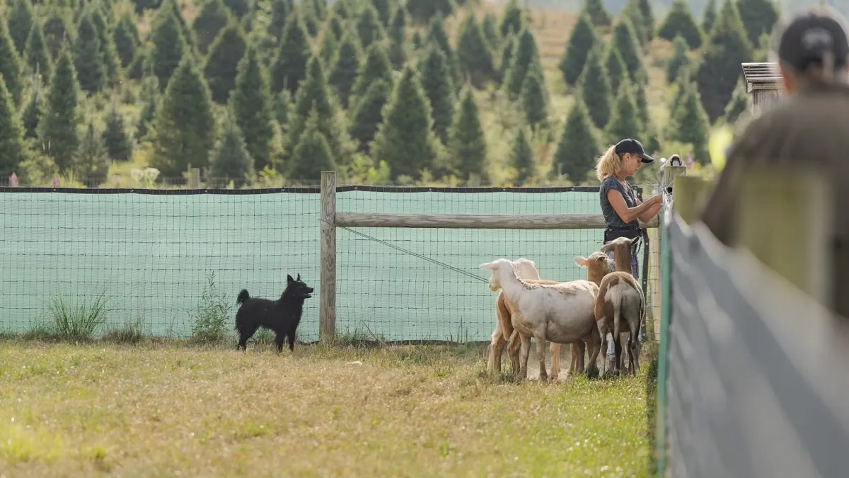 You Can Prepare a Stock Dog Without Sheep… But Not Train One