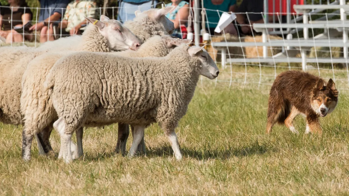 Mastering the lesson plan: Structuring your stock dog’s lesson for success