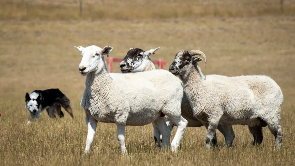 The Power of Patience in Training Stock Dogs