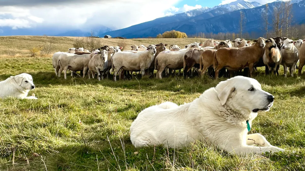 Livestock guardian dogs