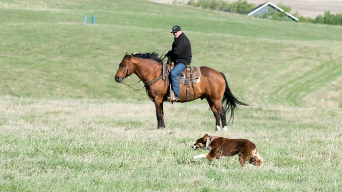 Stock dog handler pausing during training session to reassess goals while working sheep in a field