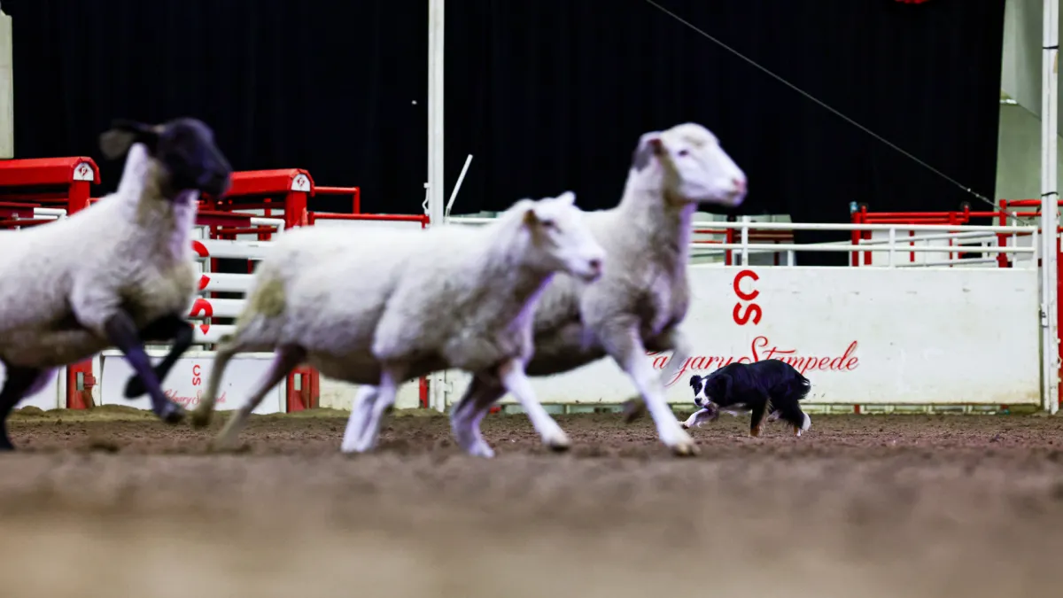 3 Tips to Add Precision to the Flank Commands