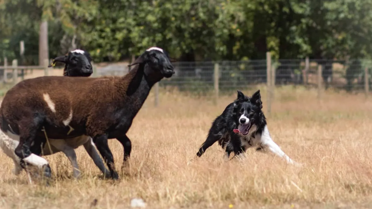 sheep dog herding