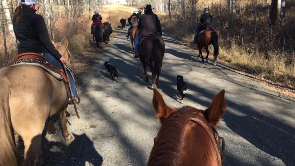 Is this the stock dog for me? 