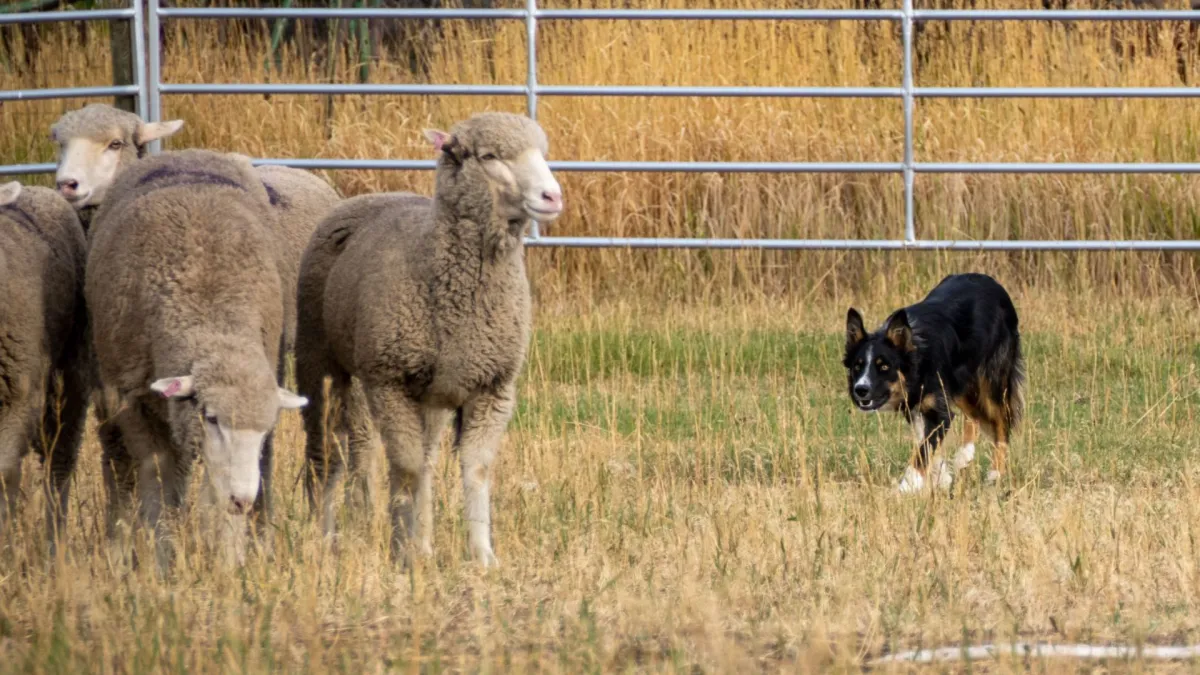 Can you use BALANCE to pen some sheep?