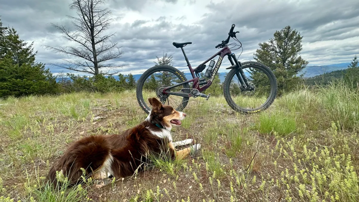 Mountain biking sheepdog
