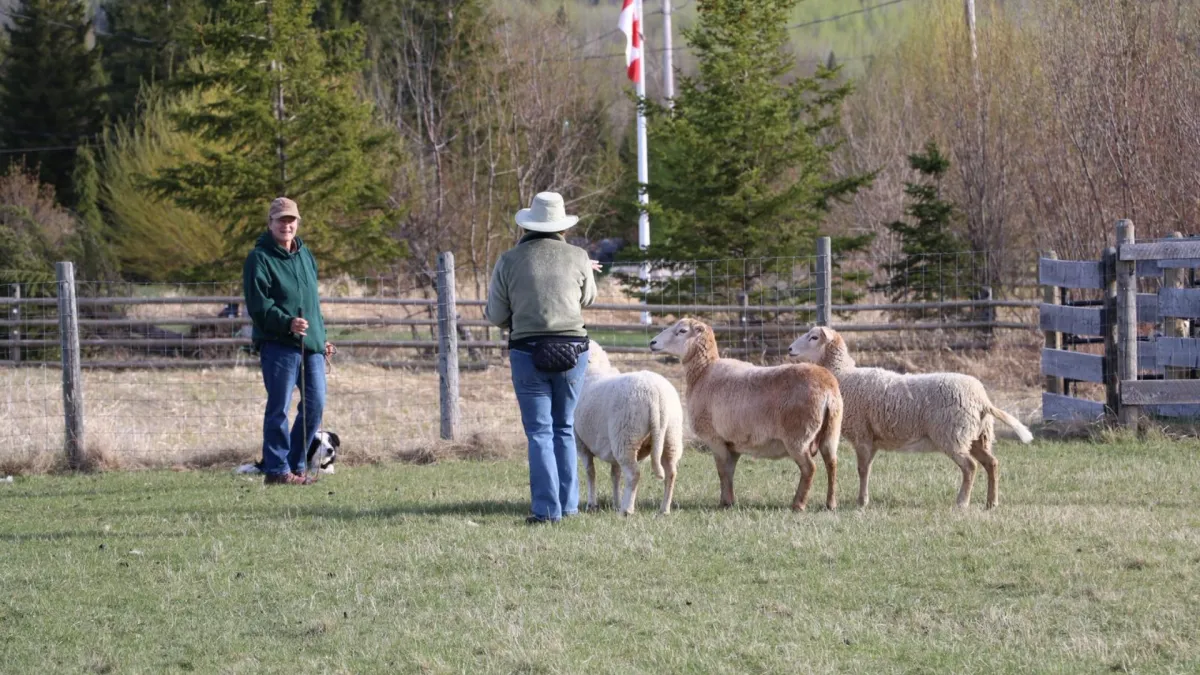 Jen L'Arrivee teaching at a sheepdog clinic