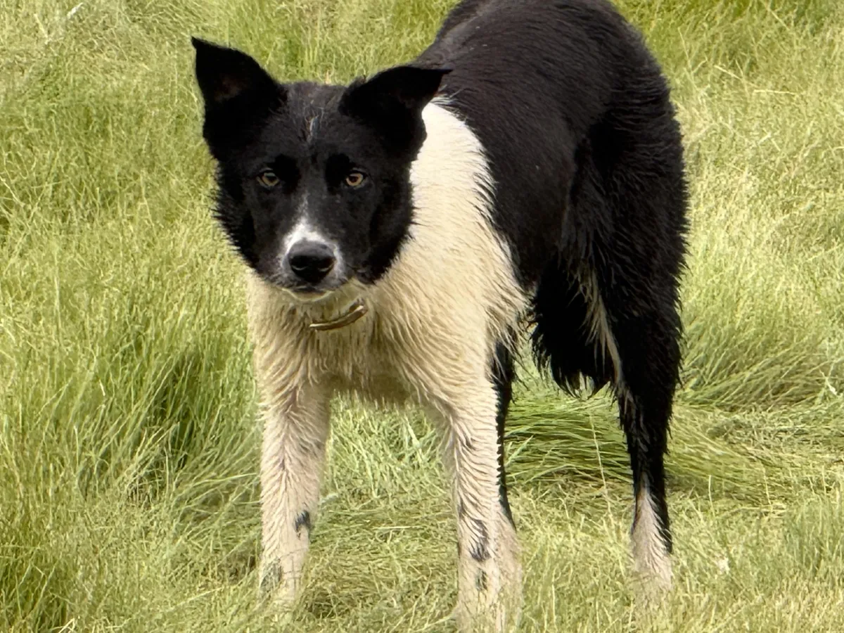Border Collie herding