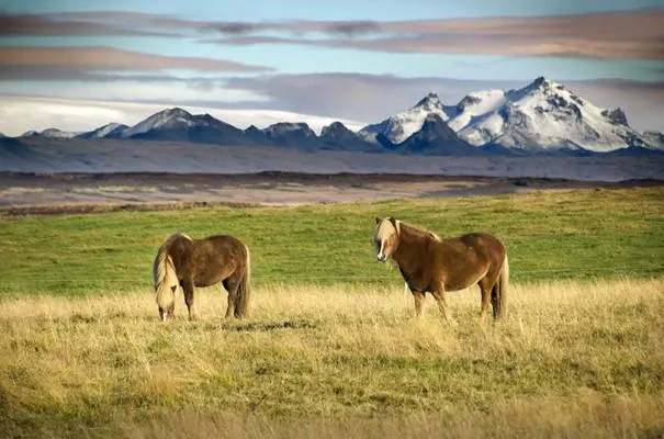 Alternatieve therapieën en kruiden voor een gezond paard – Sandra Hoogendoorn Willemse - Botanischin Balans