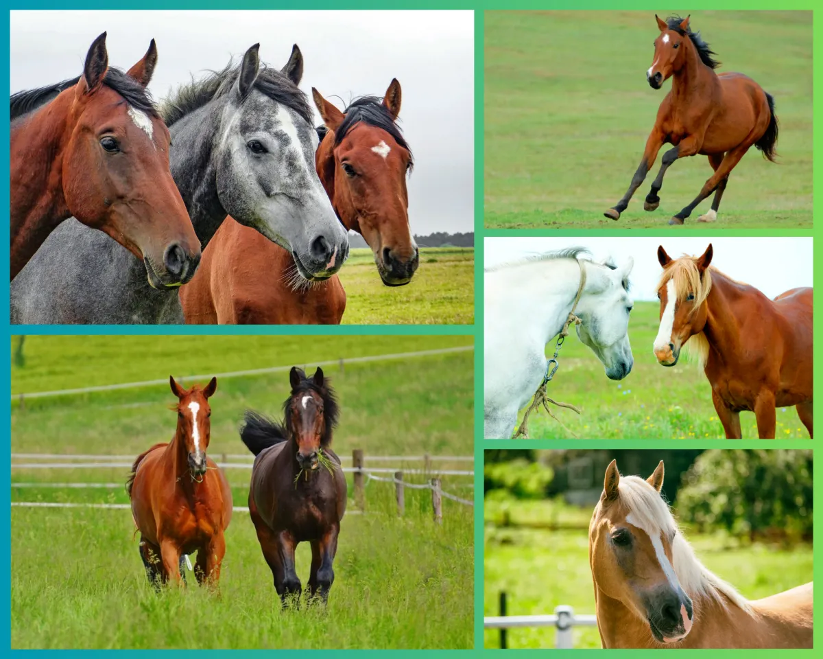 Alternatieve therapieën en kruiden voor een gezond paard – Sandra Hoogendoorn Willemse - Botanischin Balans