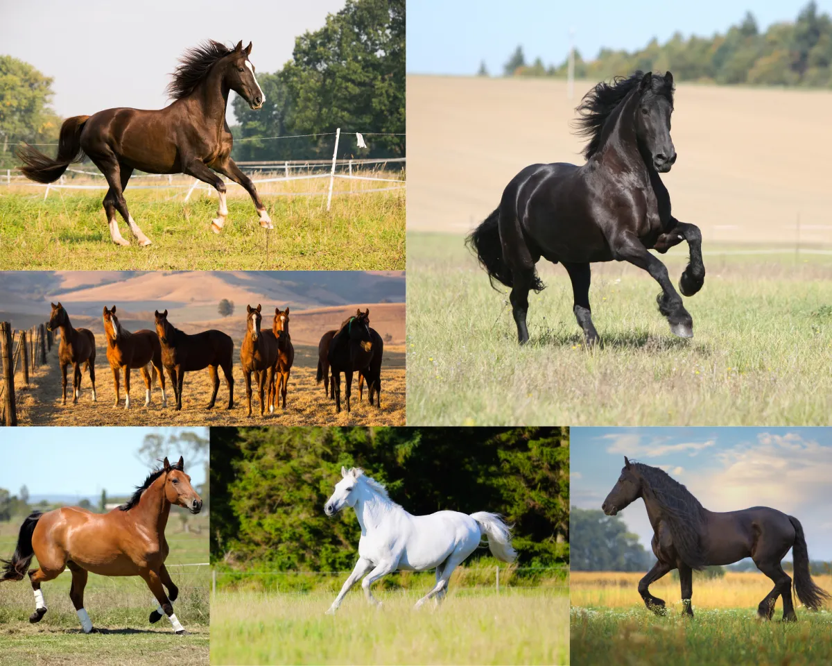 Holistische paardenzorg voor balans en welzijn door Sandra Hoogendoorn Willemse