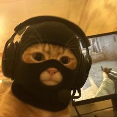 The OG Cat