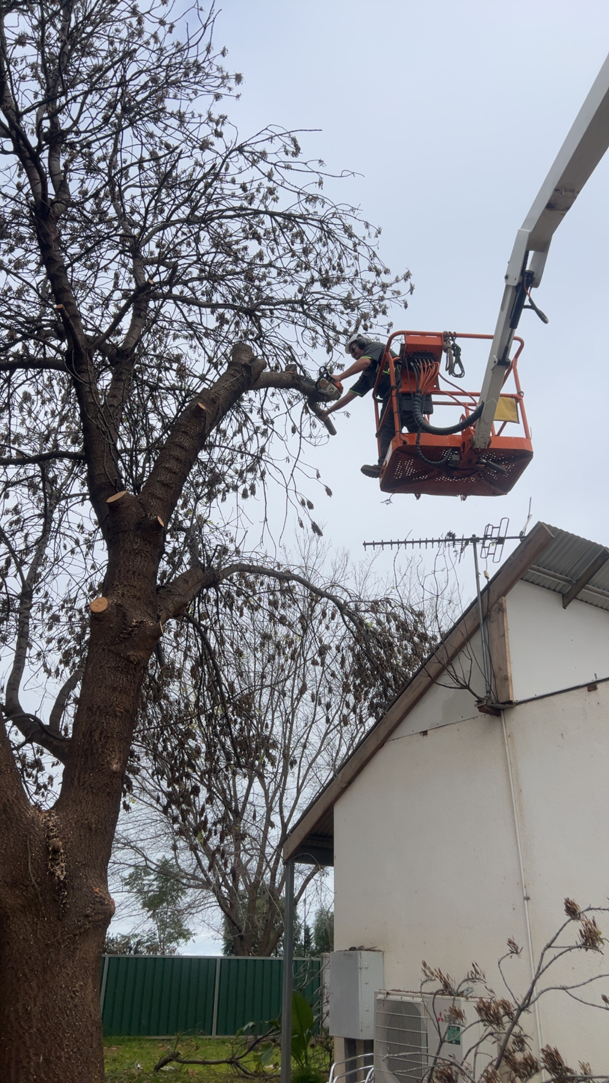 tree pruning an hedge services in Mildura