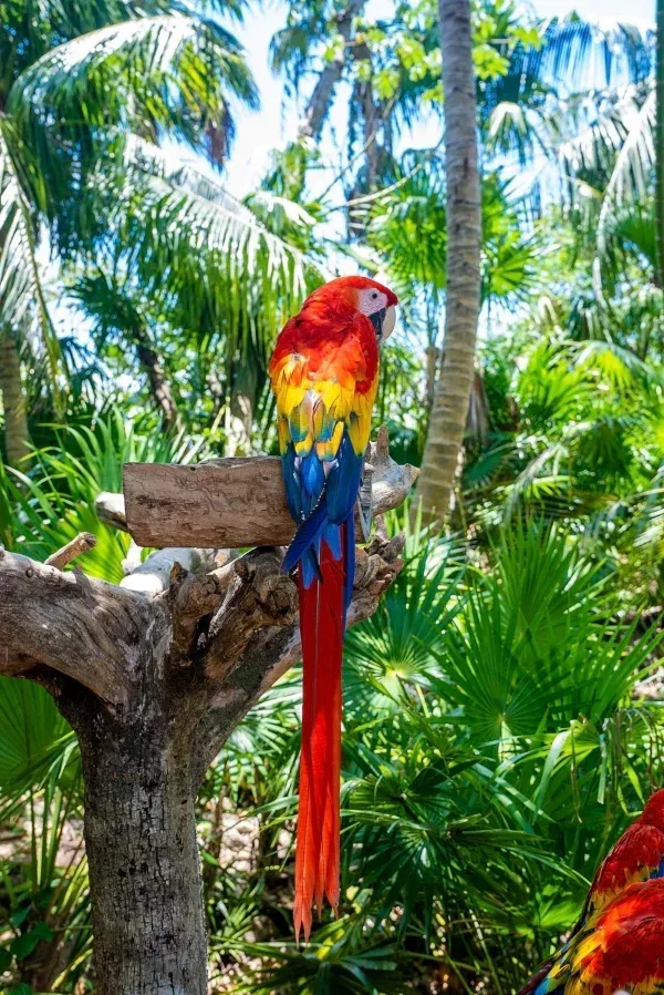 Scarlet macaw perched on a tree branch, with vibrant red, yellow, and blue plumage surrounded by lush tropical rainforest foliage.