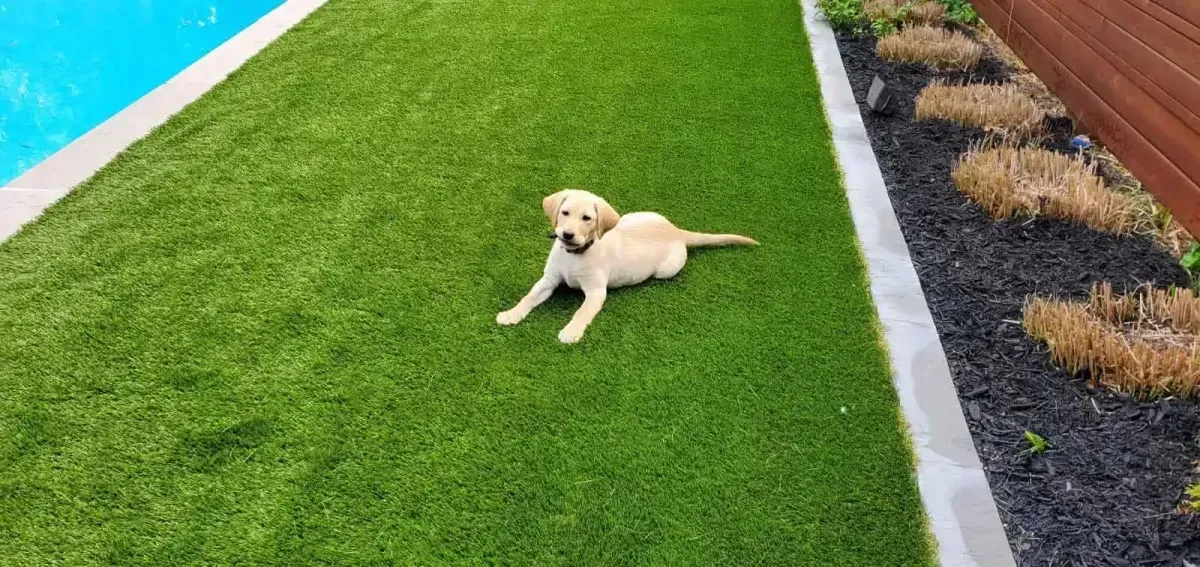 Fake Grass For Dogs
