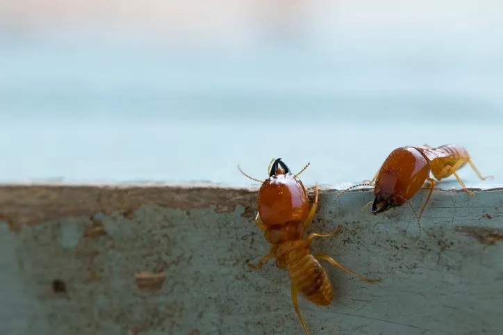 Termite Treatment 