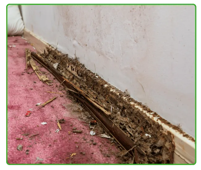 Residential Termite Control Lahore