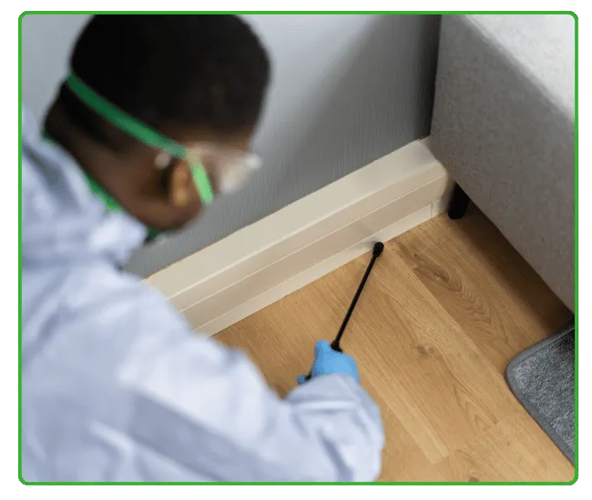 Termite Inspection In Islamabad