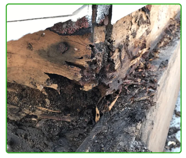 Residential Termite Treatment Islamabad