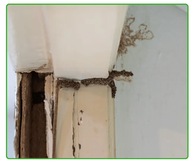 Pre-Construction Termite Treatment Rawalpindi