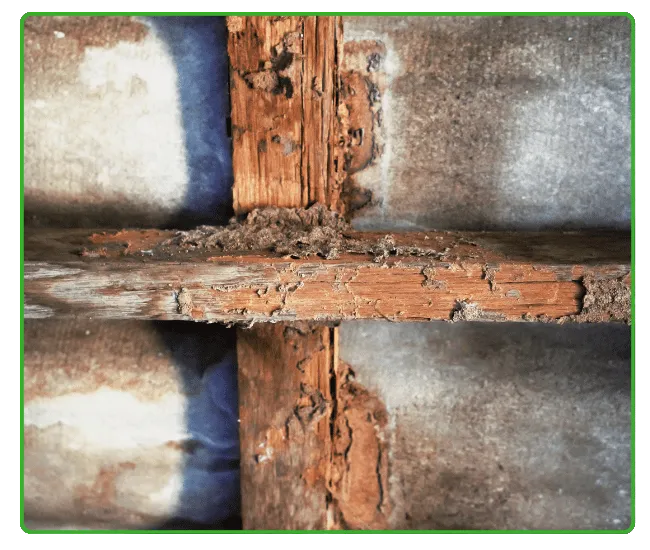 Post-Construction Termite Treatment Rawalpindi