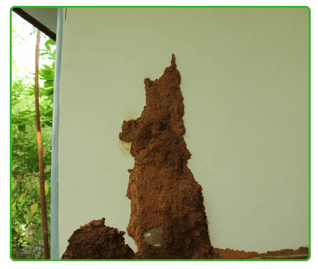 Soil Treatment Rawalpindi