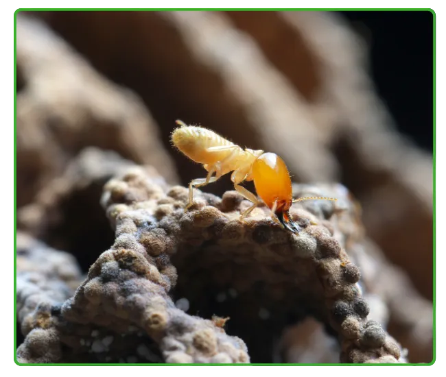 Termite Control In Karachi