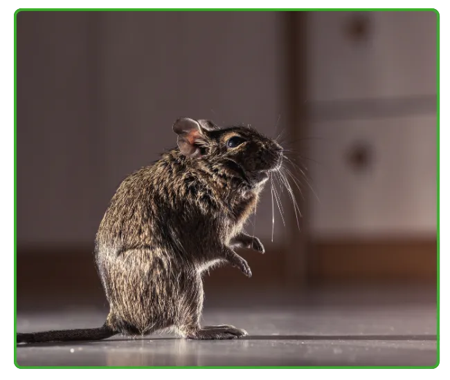 Rodent Control