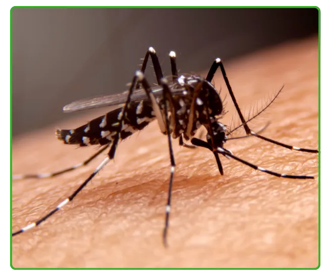 Mosquito & Dengue Control