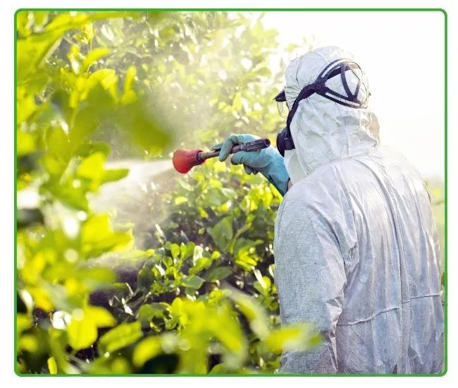 Termite Fumigation In Lahore