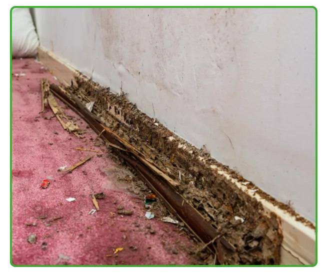 Residential Termite Control Lahore
