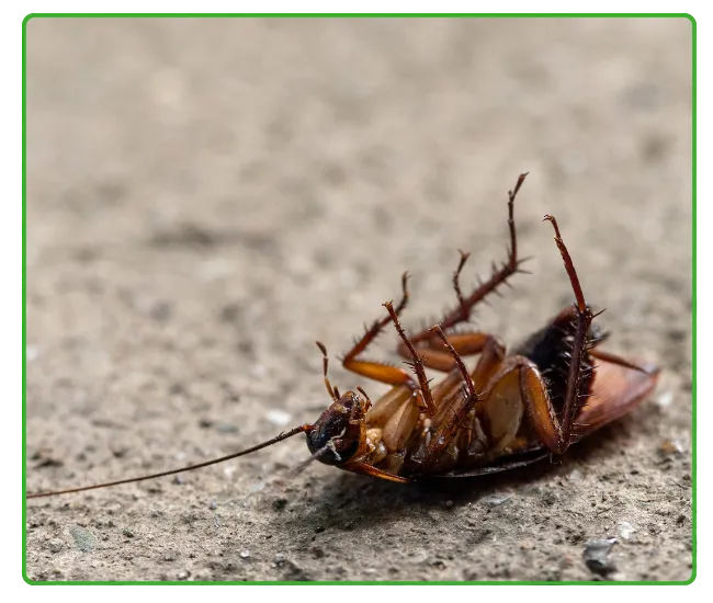 Cockroach Control