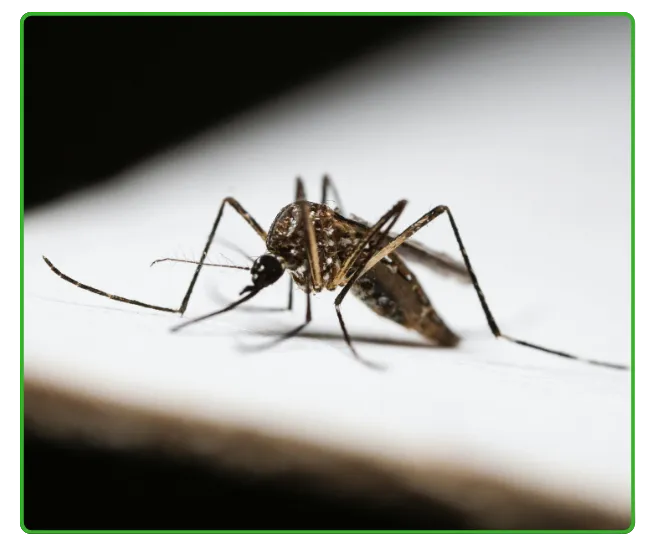 Mosquito & Dengue Control