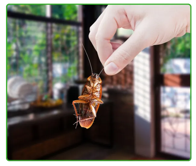 Cockroach Control