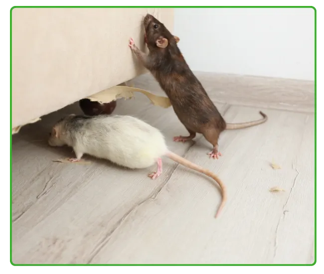 Rodent Control