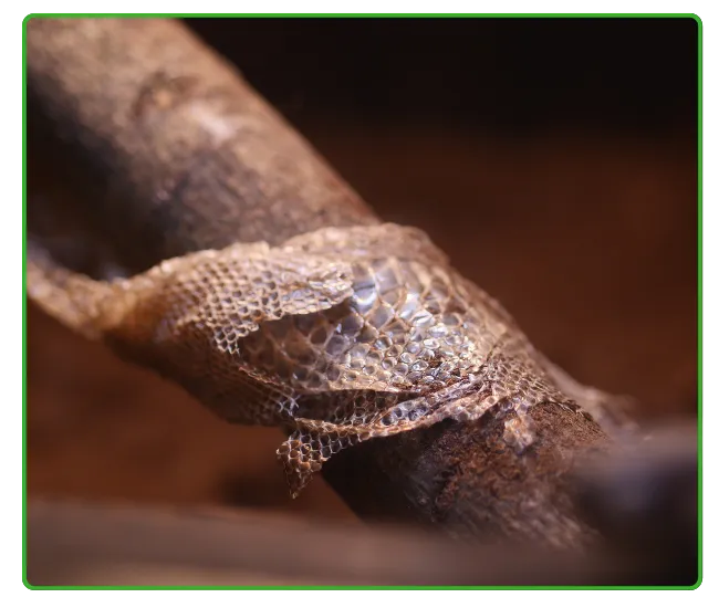 Termite Control In Islamabad