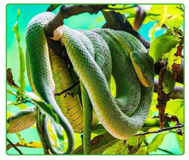 Trapping Snakes