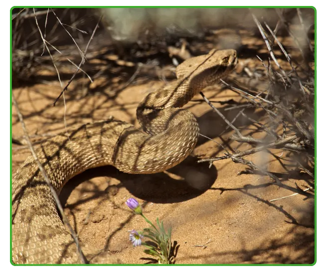 Snake-Proofing Entry Points