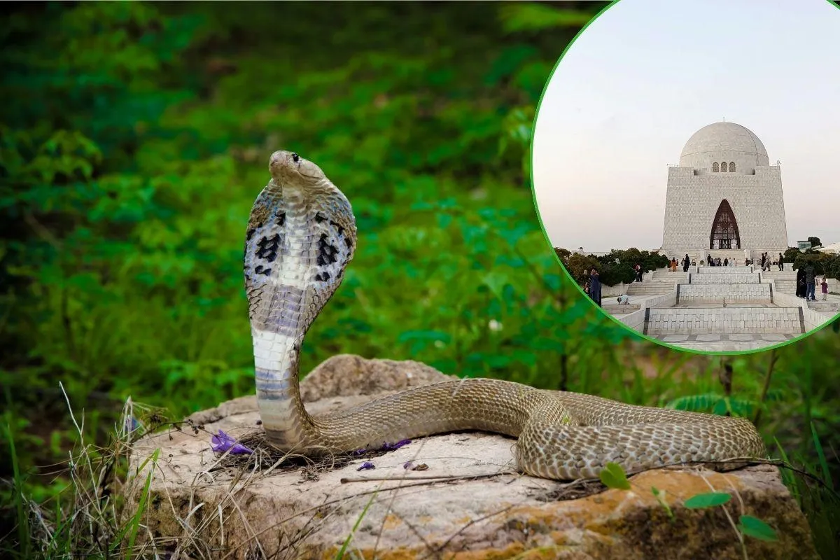 Snake Control In Karachi