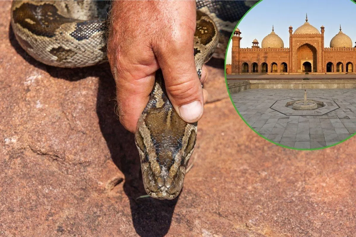 Snake Control In Lahore