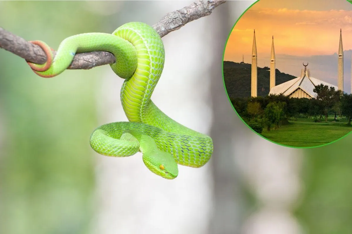Snake Control In Islamabad