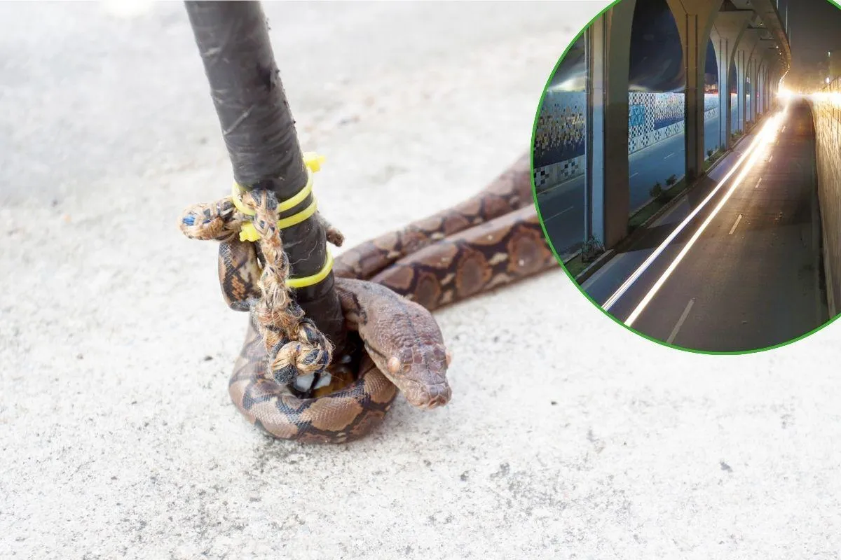 Snake Control In Rawalpindi