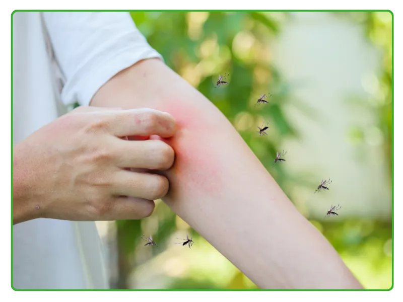 Health Risks from Mosquitoes