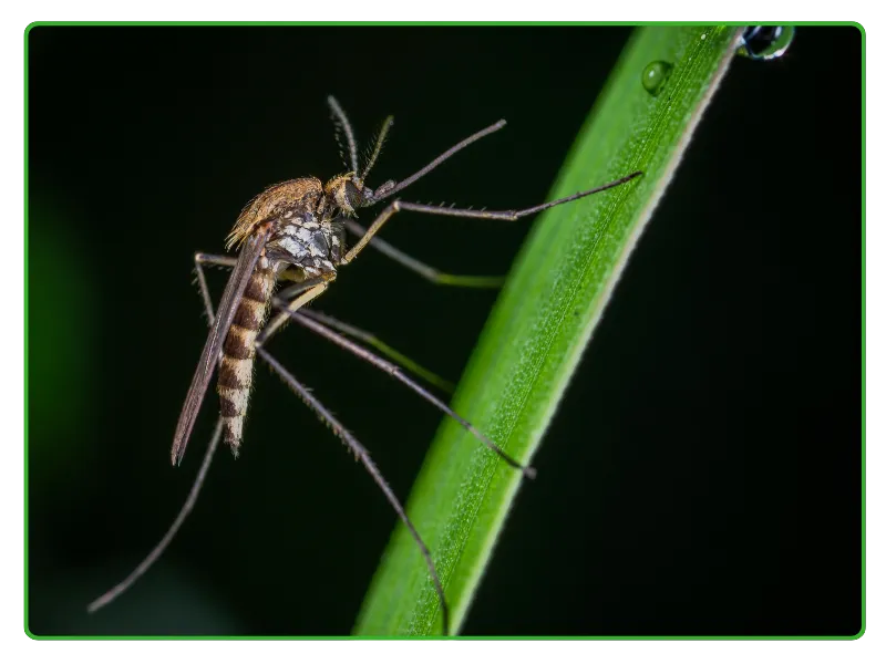 Commercial Mosquito Control Services in Karachi