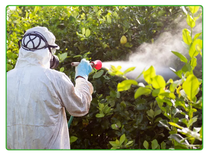 Fumigation and Mosquito Spray Treatment