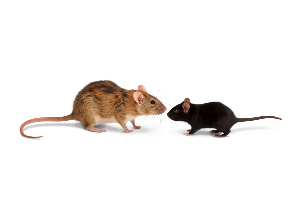 Protect Property Value